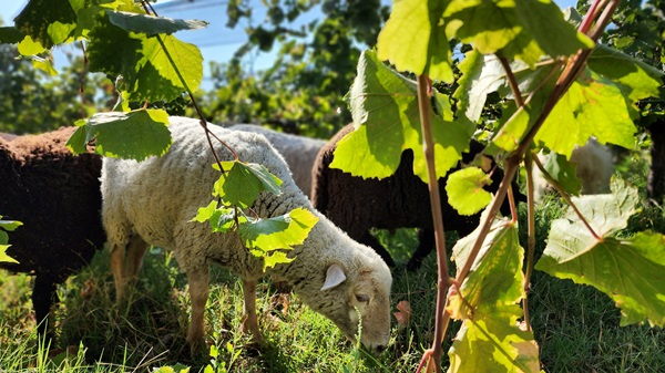 Bousquet sheep